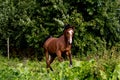 Bay arabian mare galloping at the pasture Royalty Free Stock Photo