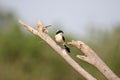Bay back shrike Royalty Free Stock Photo