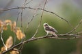 Bay back shrike juvenile. Royalty Free Stock Photo