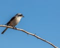 A bay back shrike looking away Royalty Free Stock Photo