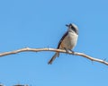 A bay back shrike looking down Royalty Free Stock Photo