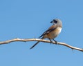 A Bay Back Shrike perching Royalty Free Stock Photo
