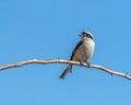 A Bay Back Shrike perching Royalty Free Stock Photo