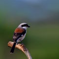 Bay-backed Shrike & x28;Lanius vittatus& x29; Beautiful brown back, black