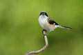 Bay-backed shrike (Lanius vittatus) chubby brown back, black win