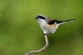 Bay-backed shrike & x28;Lanius vittatus& x29; lovely brown back, black win