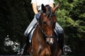 Bay beautiful sport horse with bridle portrait Royalty Free Stock Photo