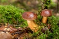 Bay bolete Boletus badius, Xerocomus badius