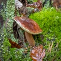 Bay Bolete with grows on a moss-covered tree trunk Royalty Free Stock Photo