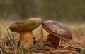 Bay bolete fungus (Boletus badius)