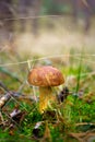 Bay bolete fungus growing in the forest cover in moss and grass. Edible brown mushroom on the forest clearing in the bottom of the