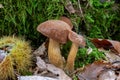 Bay Bolete with grows on a moss-covered tree trunk Royalty Free Stock Photo