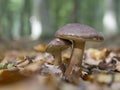 Bay bolete - Imleria badia