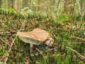 Bay bolete Maronen Roehrling on the forest ground