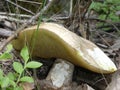 Bay bolete mushroom in the forest