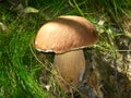 Bay bolete mushroom in grass Royalty Free Stock Photo