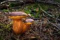 Bay Bolete Mushroom Imleria badia in the forest