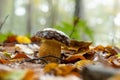 Bay bolete mushroom Imleria badia on the forest floor