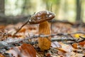 Bay bolete mushroom Imleria badia on a forest floor