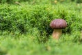 Bay Bolete (Imleria badia) mushroom in green moss Royalty Free Stock Photo