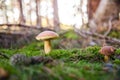 Bay boletes in the forest. Imleria badia.