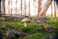 Bay boletes in the forest. Imleria badia.