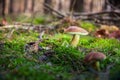 Bay boletes in the forest. Imleria badia.