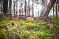 Bay boletes in the forest. Imleria badia.