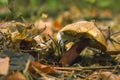 Bay boletus mushroom growing in the forest. Boletus chrysenteron