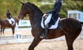 A bay brown sports horse with a bridle and a rider riding with his foot in a boot with a spur in a stirrup Royalty Free Stock Photo