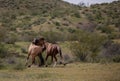 Bay and buckskin wild horse stallions running while fighting in the Salt River desert area near Scottsdale Arizona USA Royalty Free Stock Photo