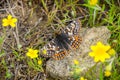 Bay Checkerspot butterfly (Euphydryas editha bayensis) resting on a rock; classified as a federally threatened species, San