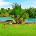 The bay, coconut palms and mangroves. The concept is travel