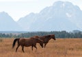 Bay colored Horses in front of Mount Moran in Grand Teton National Park in Wyoming Royalty Free Stock Photo