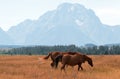 Bay colored Horses in front of Mount Moran in Grand Teton National Park in Wyoming