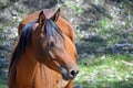 Bay coloured horse in profile with copy space Royalty Free Stock Photo
