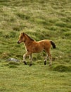 Bay Dartmoor Pony Foal Royalty Free Stock Photo