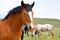 Bay Draft Horse Royalty Free Stock Photo