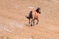 Bay Dun Buckskin Stallion wild horse running in the Pryor Mountains Wild Horse Range on the state border of Montana and Wyoming