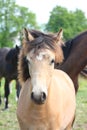 Bay dun foal portrait Royalty Free Stock Photo
