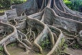 Bay Fig tree roots Royalty Free Stock Photo