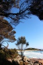 Bay of Fires beautiful day looking through the trees Royalty Free Stock Photo