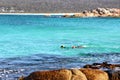 Bay of Fires out for a dive for abalone Royalty Free Stock Photo