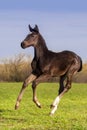 Bay foal