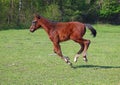 A bay foal gallops