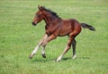 A bay foal gallops on a pasture