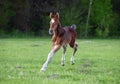 A bay foal gallops on a pasture