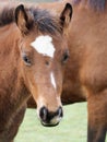 Bay Foal Headshot Royalty Free Stock Photo