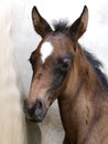 Bay Foal Headshot