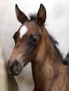 Bay Foal Headshot